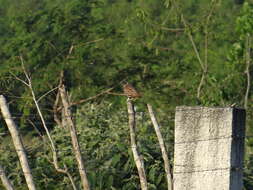 Image of Black-throated Bobwhite