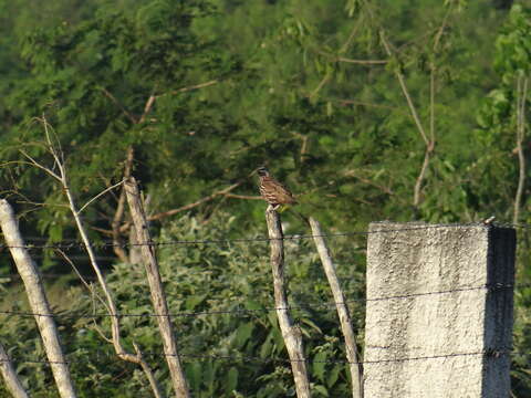 Image of Black-throated Bobwhite