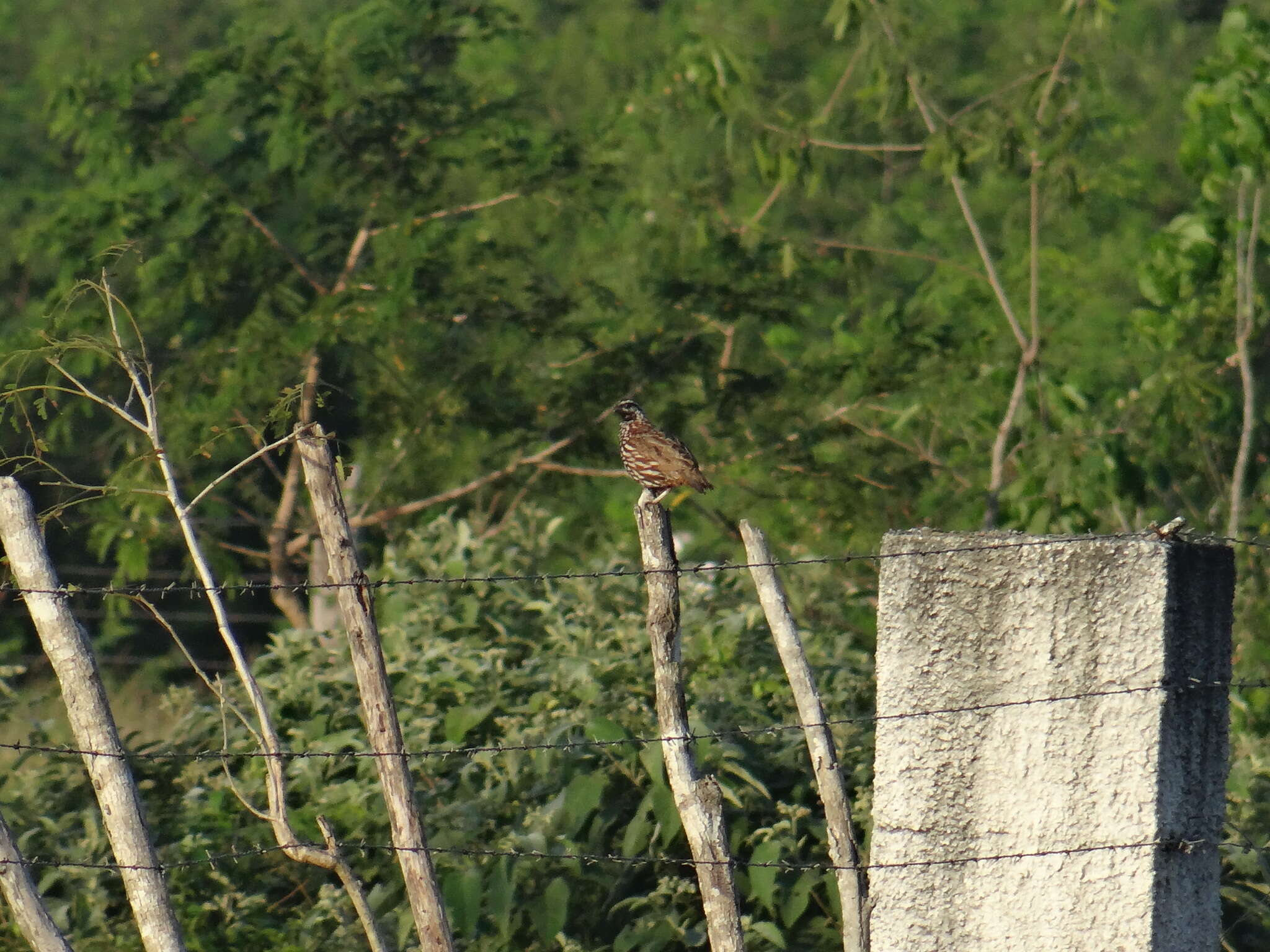 Image of Black-throated Bobwhite