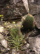 Image of Emory's barrel cactus