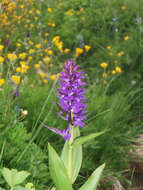 Dactylorhiza urvilleana (Steud.) H. Baumann & Künkele resmi