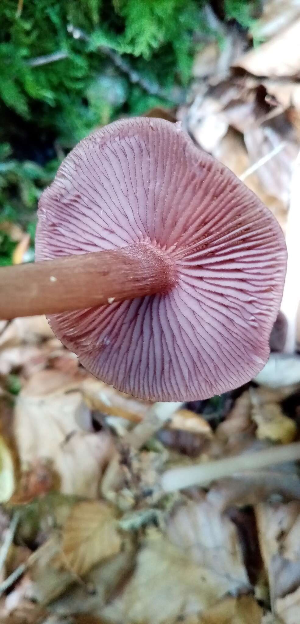 Mycena pelianthina (Fr.) Quél. 1872 resmi