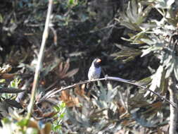 Image of Black-cowled Saltator