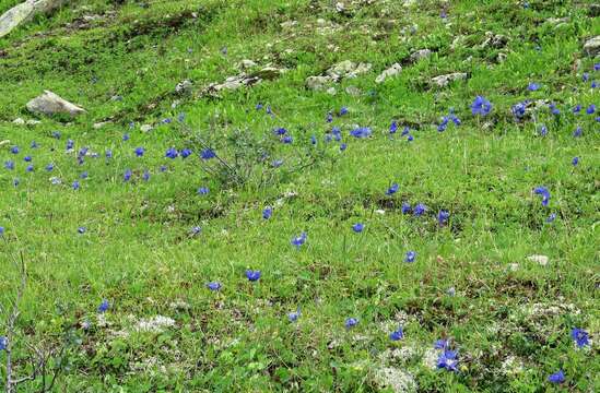 Aquilegia glandulosa Fisch.的圖片