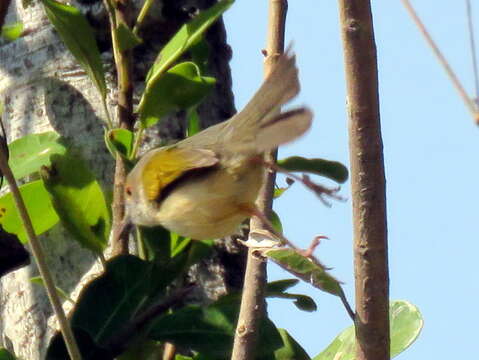 <i>Camaroptera brachyura intercalata</i>的圖片