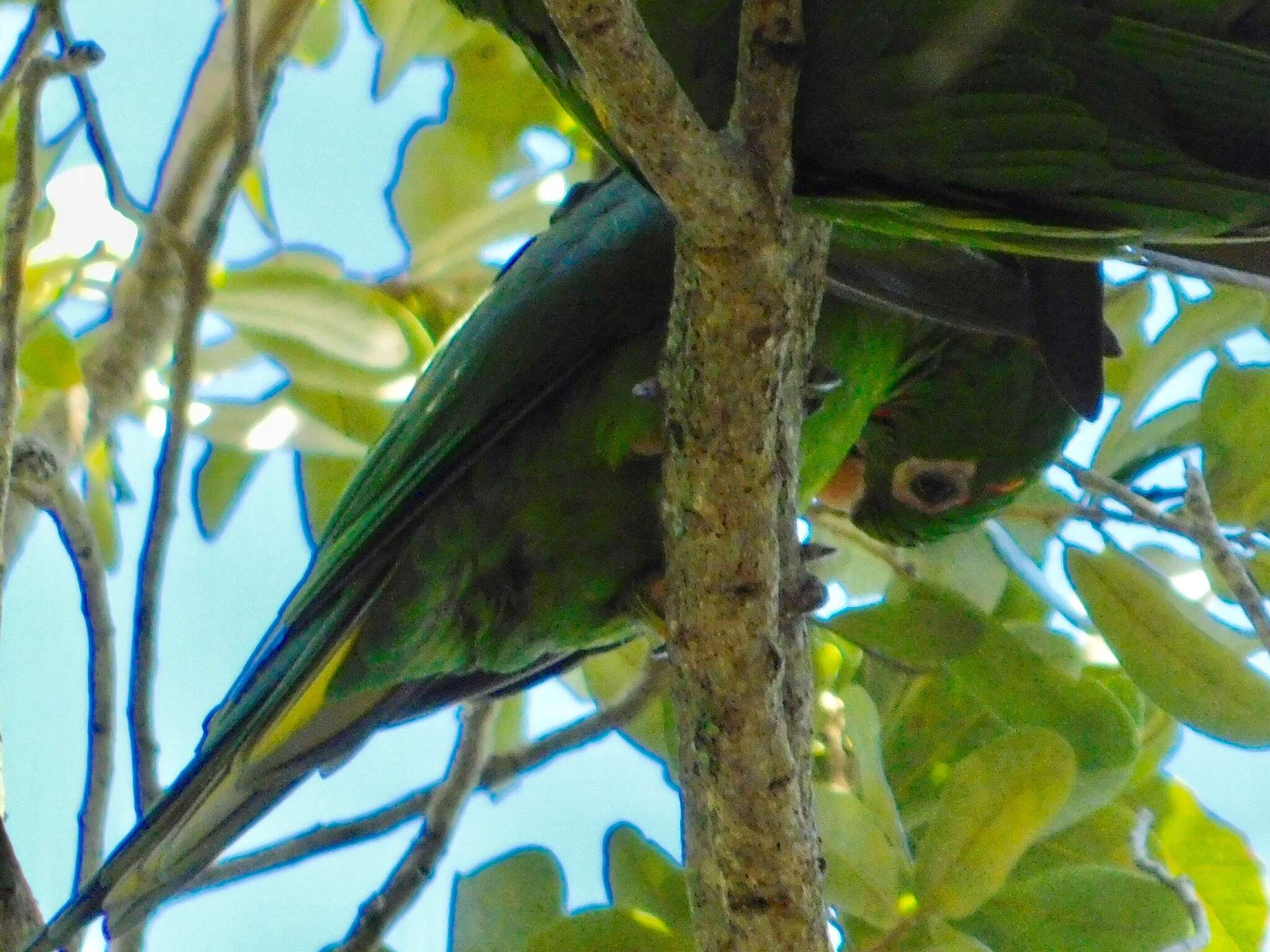 Image of White-eyed Parakeet