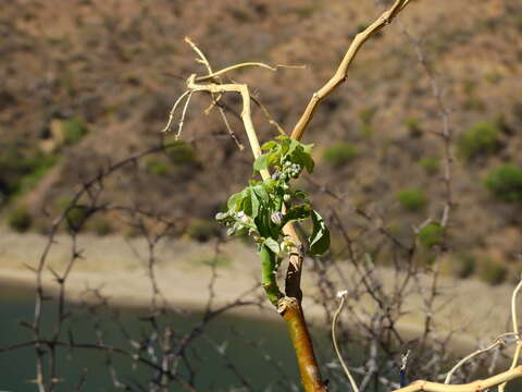 Manihot anisophylla (Griseb.) Müll. Arg.的圖片