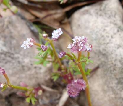 Imagem de Trachymene cyanopetala (F. Müll.) Benth.