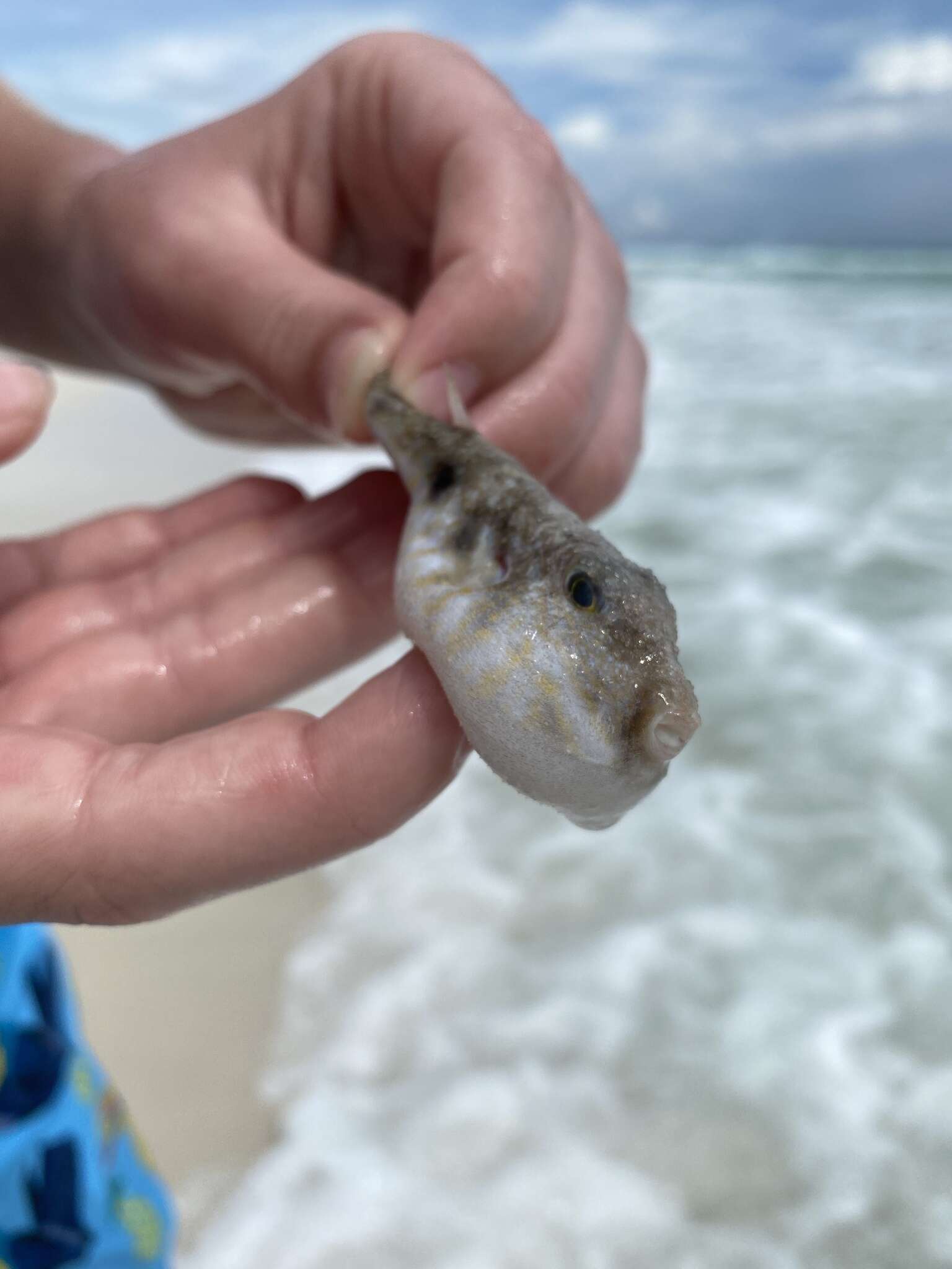 Image of Marbled Puffer