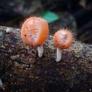 Image of Cookeina tricholoma (Mont.) Kuntze 1891