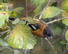 Image of Black-headed Grosbeak