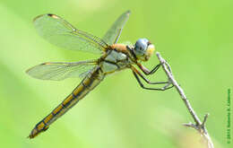 Image of Comanche Skimmer