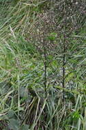 Image of Seaside American-Aster