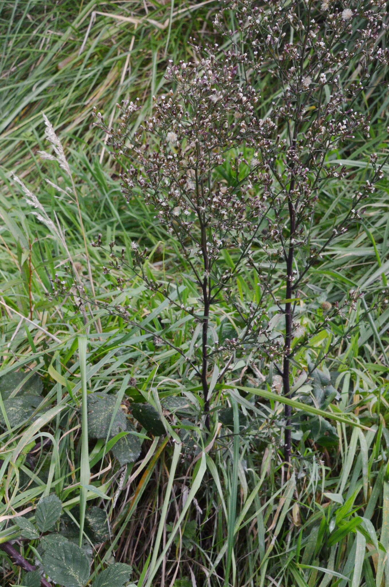 Image of Seaside American-Aster