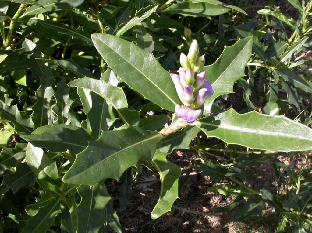 Acanthus ilicifolius L. resmi