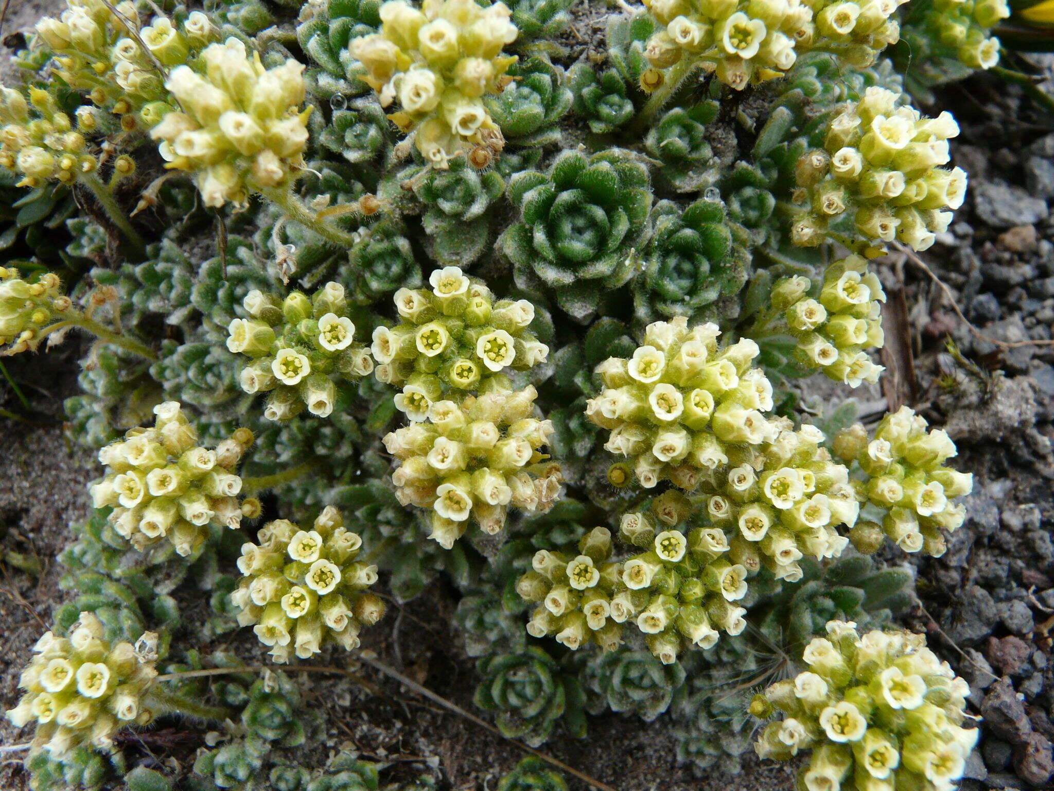 Image of Draba aretioides Kunth