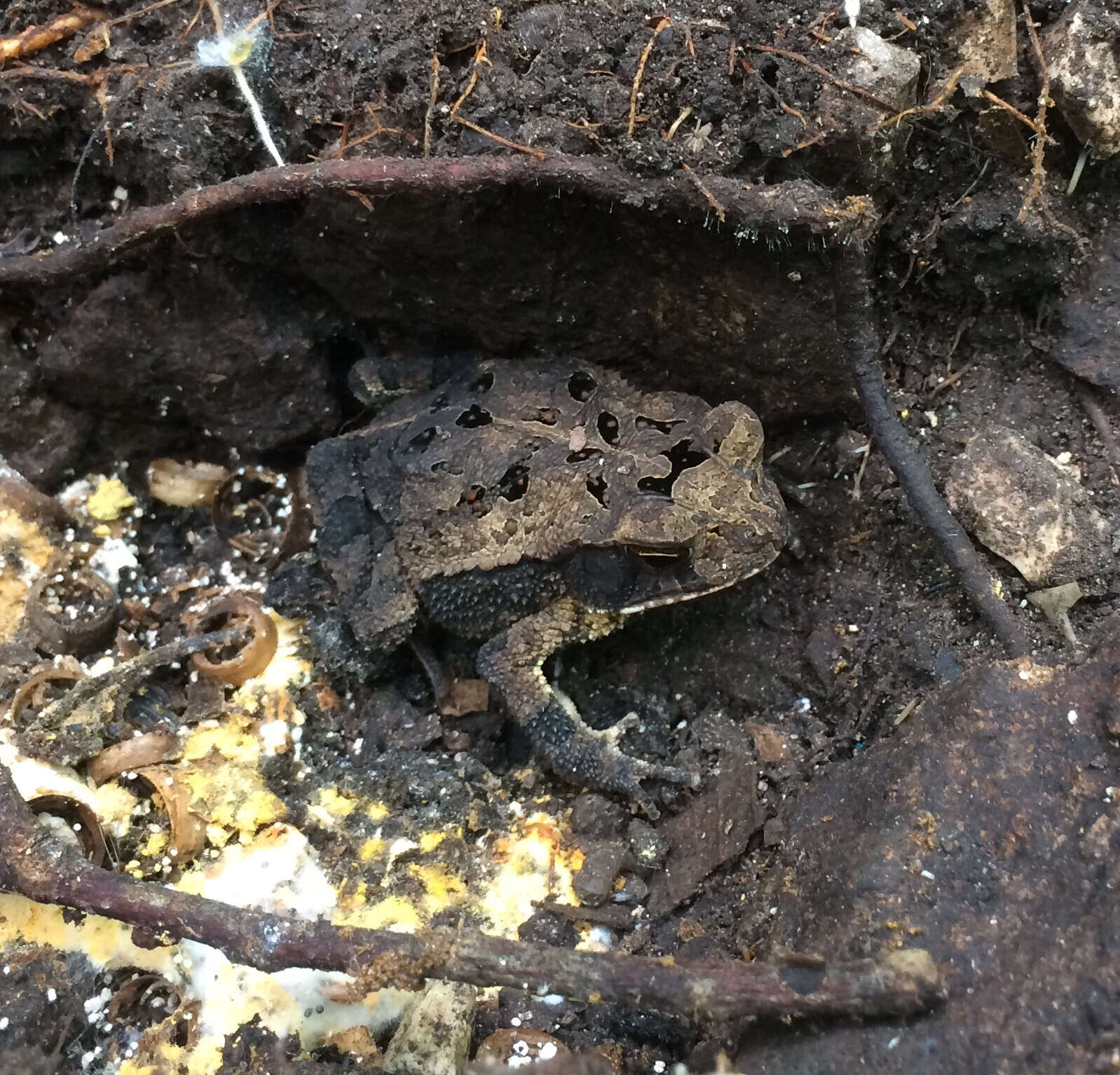 Image of Gulf Coast toad