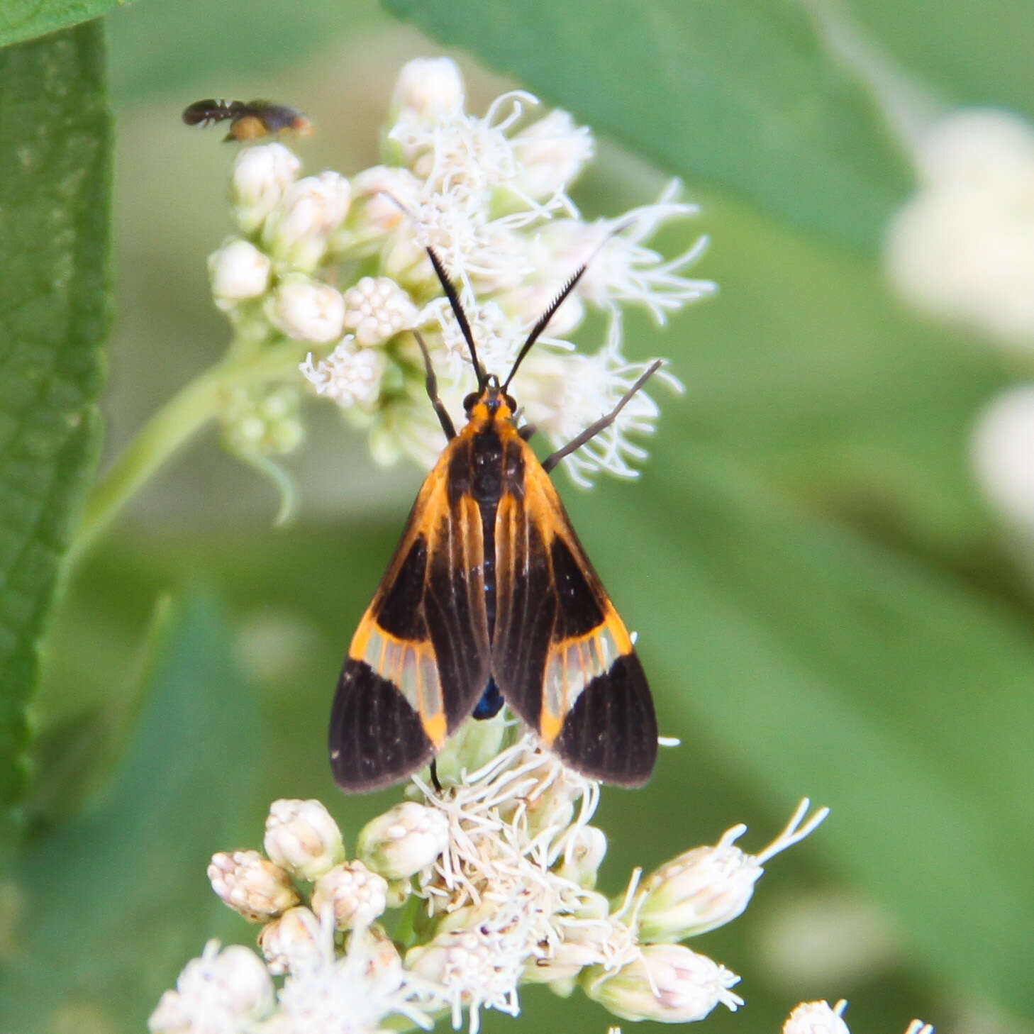 Image of <i>Dycladia emerita</i> Schaus