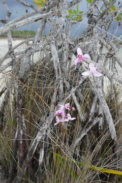 Image of Pine-pink