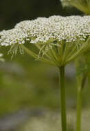 Imagem de Ligusticopsis