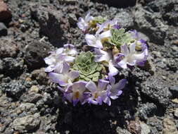 Image of Viola cotyledon Ging.