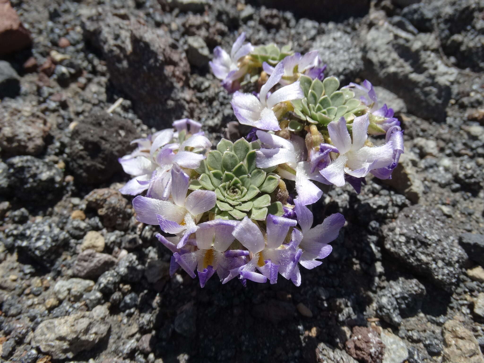 Imagem de Viola cotyledon Ging.