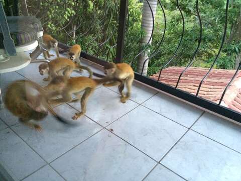 Image of Black-crowned Central American Squirrel Monkey