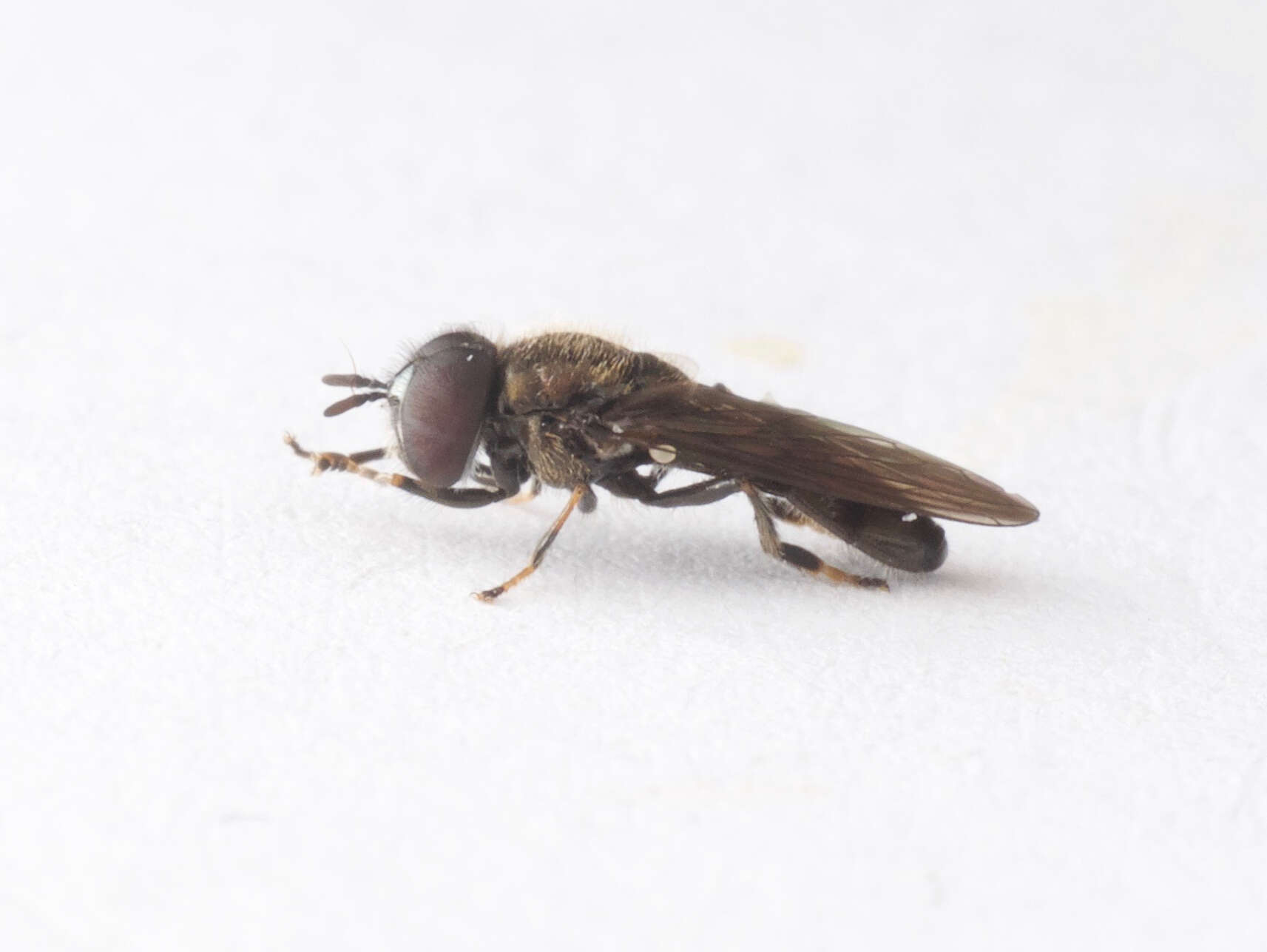 Image of Trichopsomyia apisaon Walker 1849