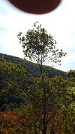 Sivun Wimmeria persicifolia Radlk. kuva