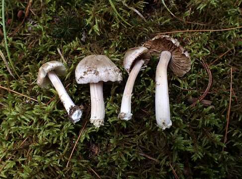 Imagem de Inocybe acriolens Grund & D. E. Stuntz 1975