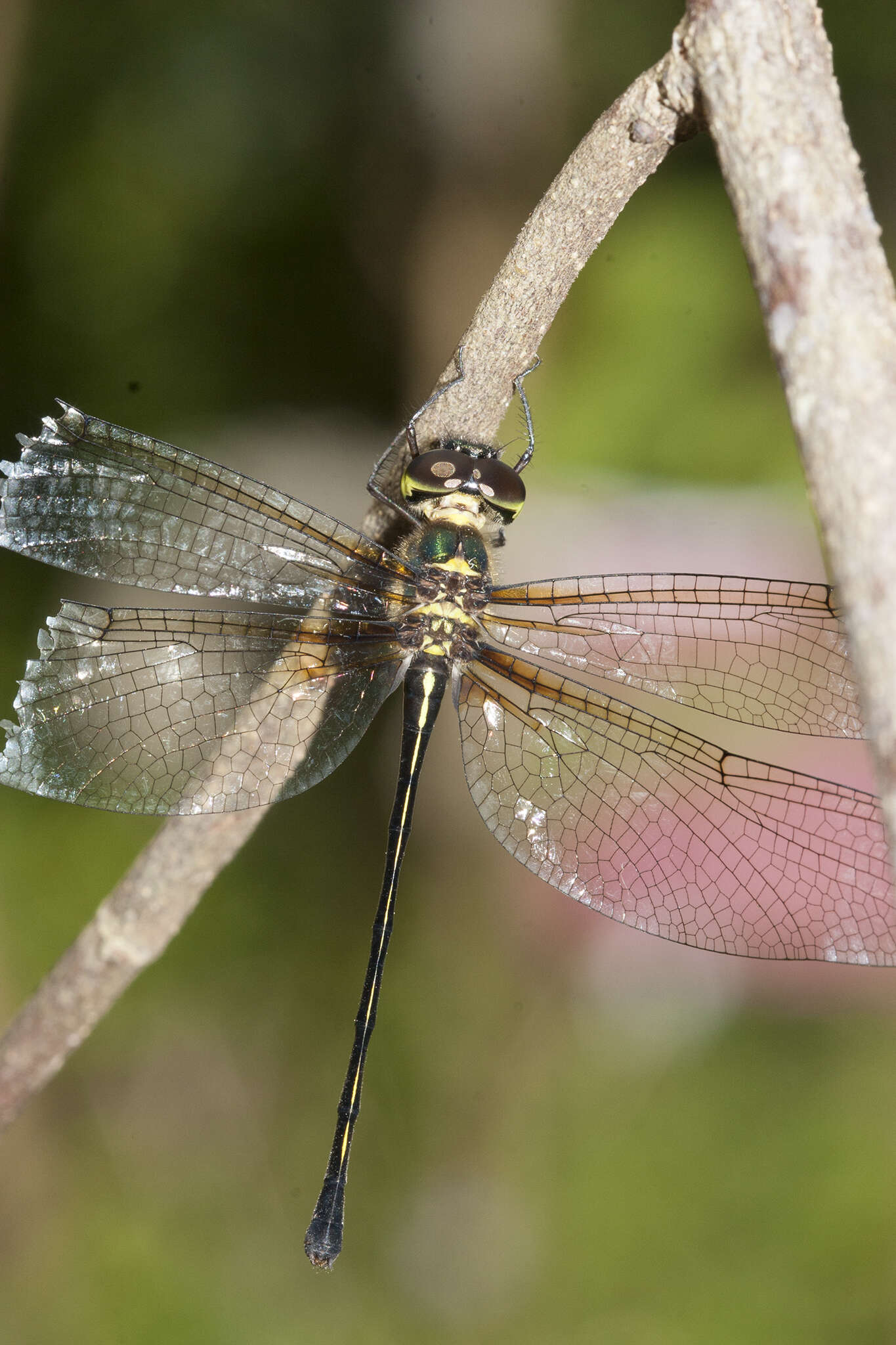 Imagem de Macromidia donaldi (Fraser 1924)