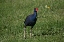 Image of Australasian Swamphen