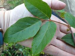 Image of Desmodium rhytidophyllum Benth.