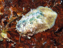 Image of Stomatella auricula Lamarck 1816
