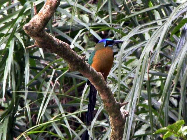 Image of Amazonian Motmot