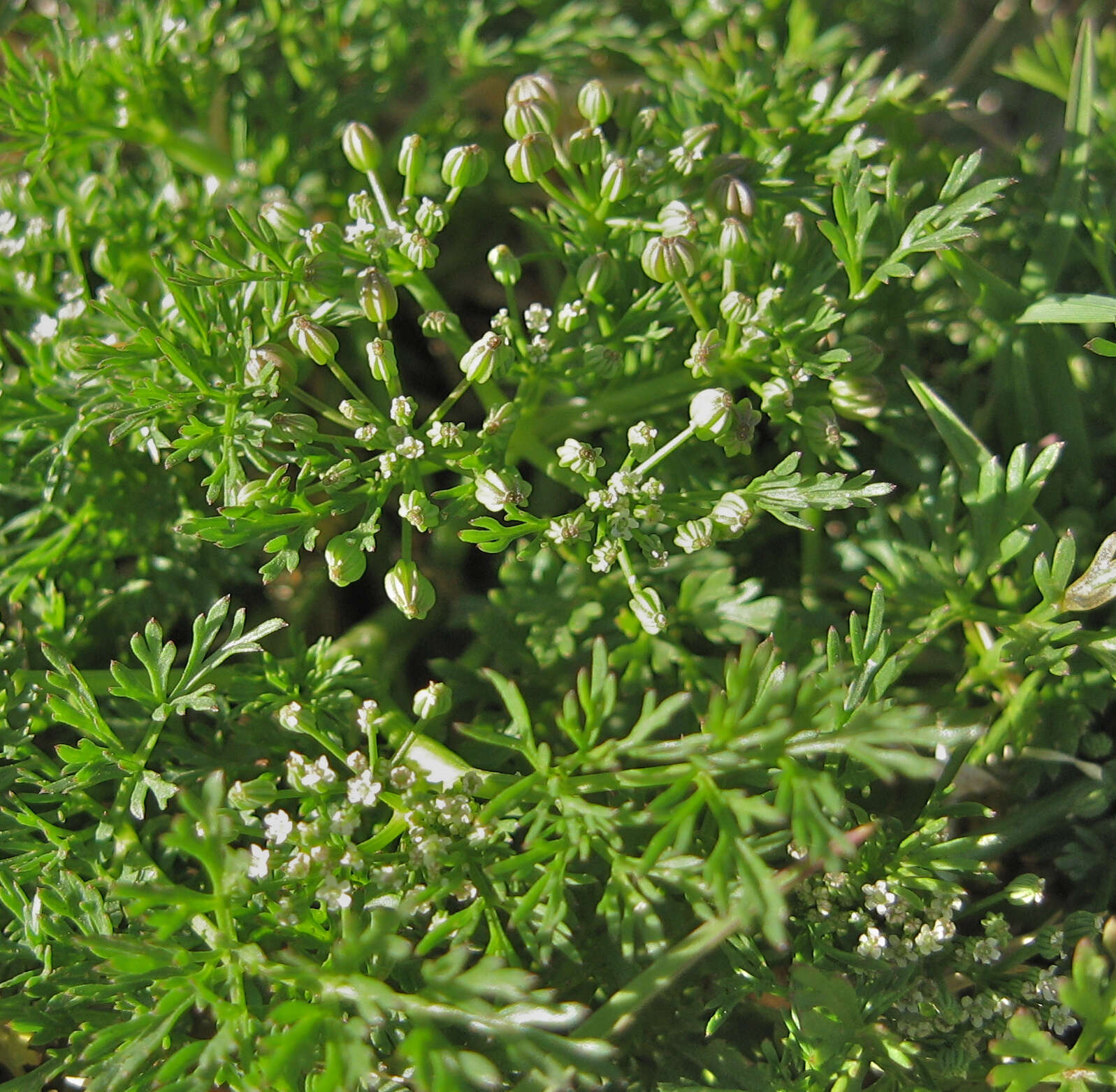 Image of Butler's sandparsley