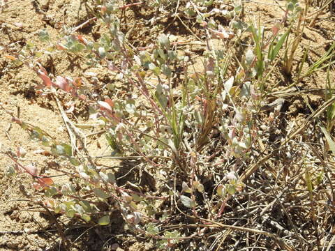 Imagem de Atriplex barclayana (Benth.) D. Dietr.