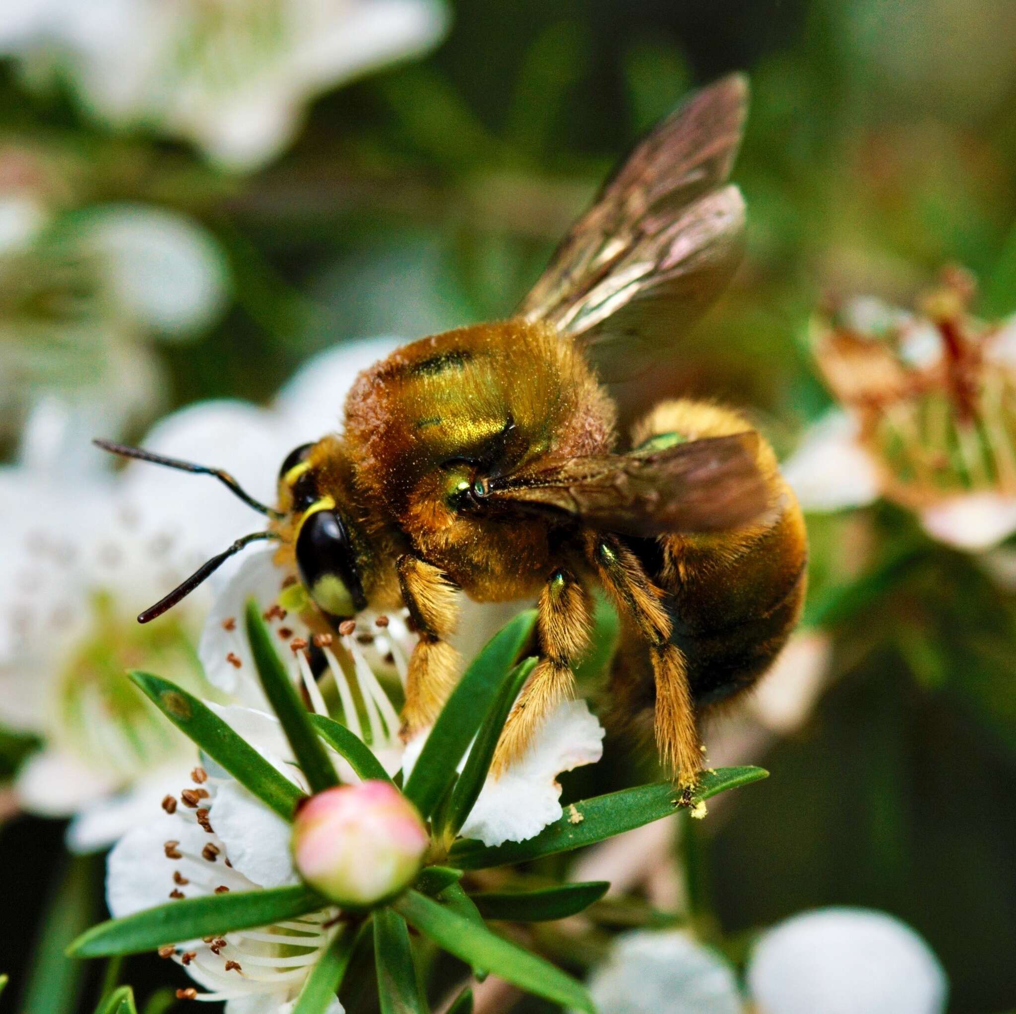 Plancia ëd Xylocopa aeratus (Smith 1851)