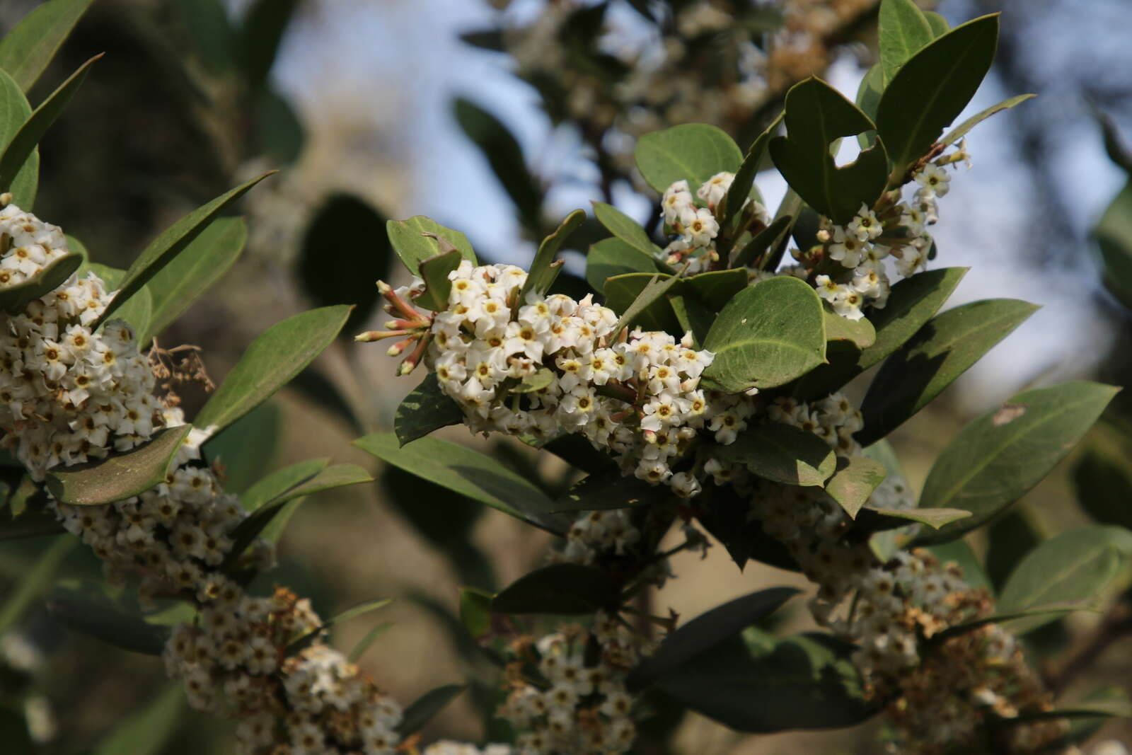 Image of Common Poison Bush