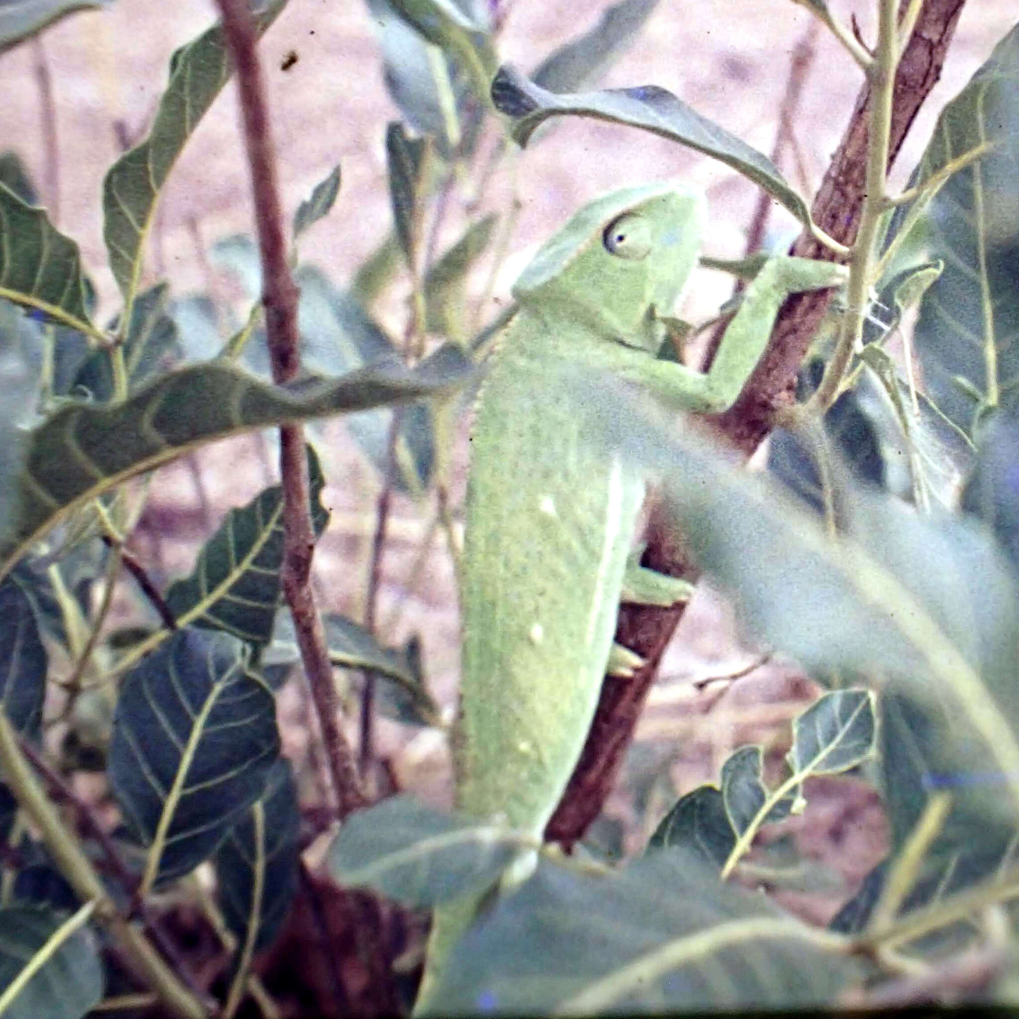 Image of Senegal Chameleon