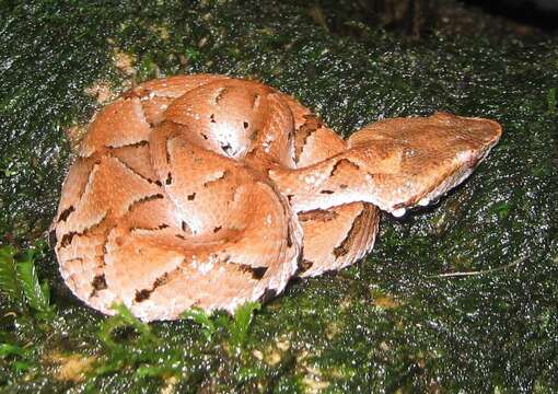 صورة Bothrocophias microphthalmus (Cope 1875)