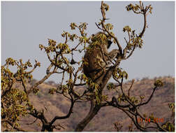 Image of Dussumier's Malabar Langur