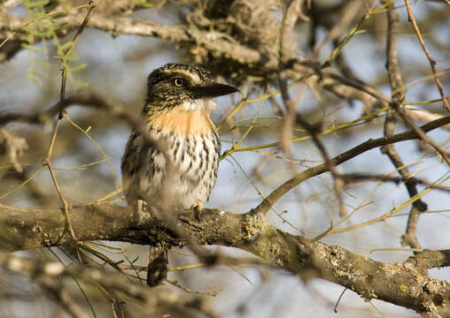 Nystalus maculatus (Gmelin & JF 1788) resmi