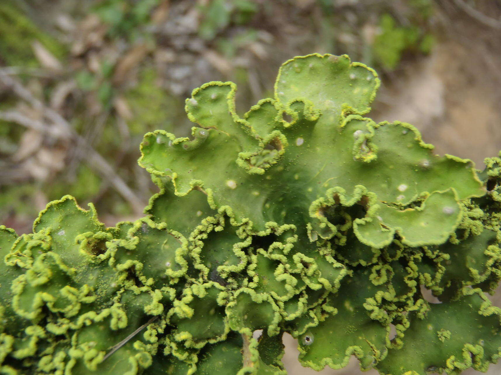 Image of Crocodia aurata