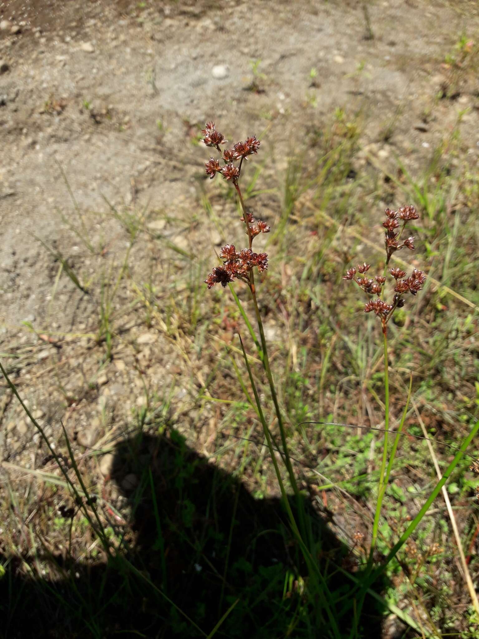 Imagem de Juncus microcephalus Kunth