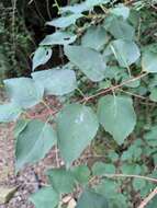 Image of weeping forsythia