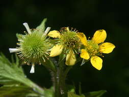 Image of avens