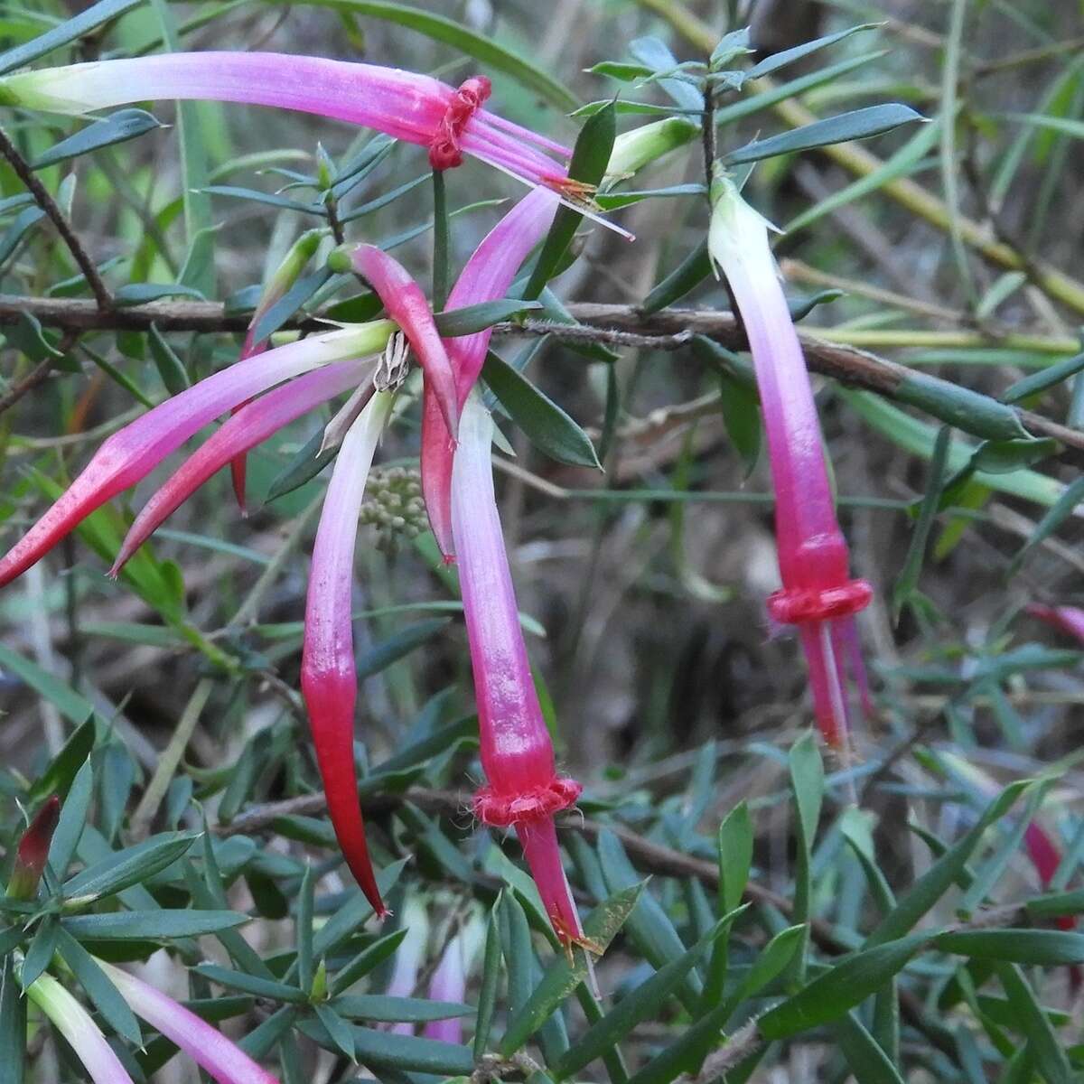 Sivun Styphelia tubiflora Sm. kuva