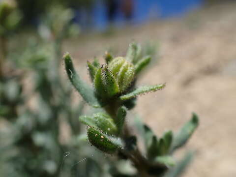 Image of leafy raillardiopsis