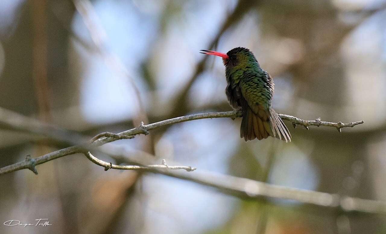 Image of Gilded Hummingbird